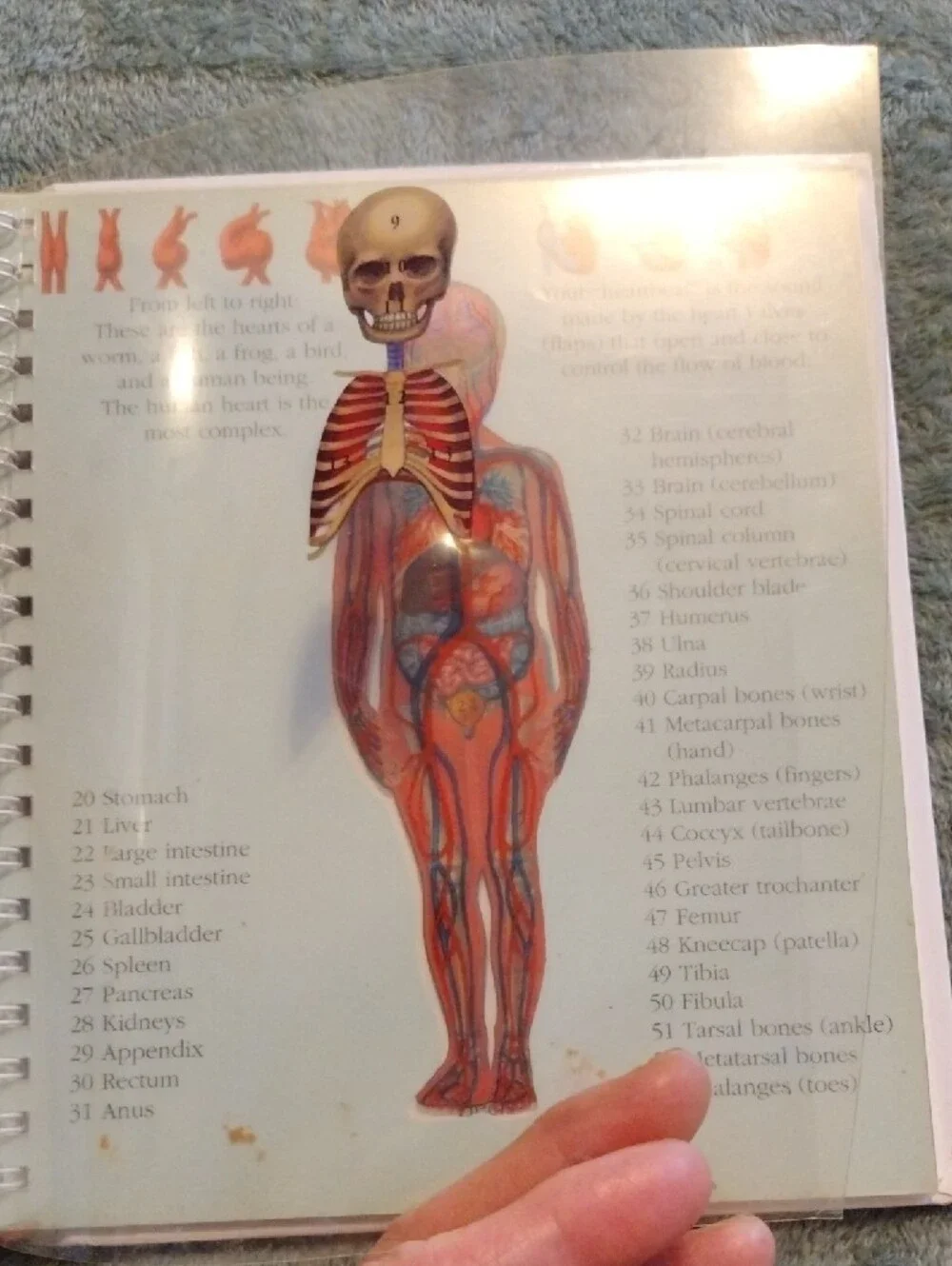 3/$15 - The Human Body